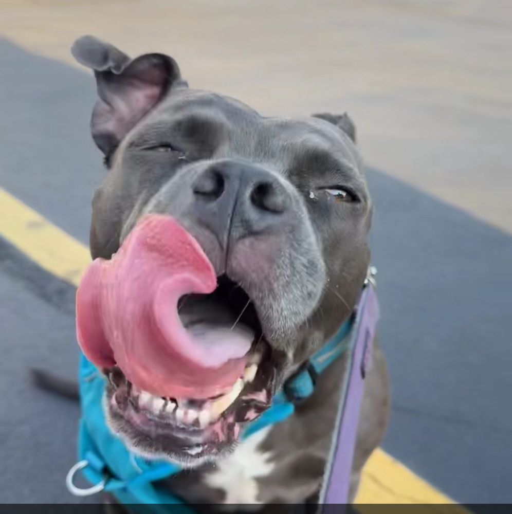 Grey dog with her big ol’ tongue licking unless from her big dumb head. She’s about to get some ice cream and she can’t wait. 