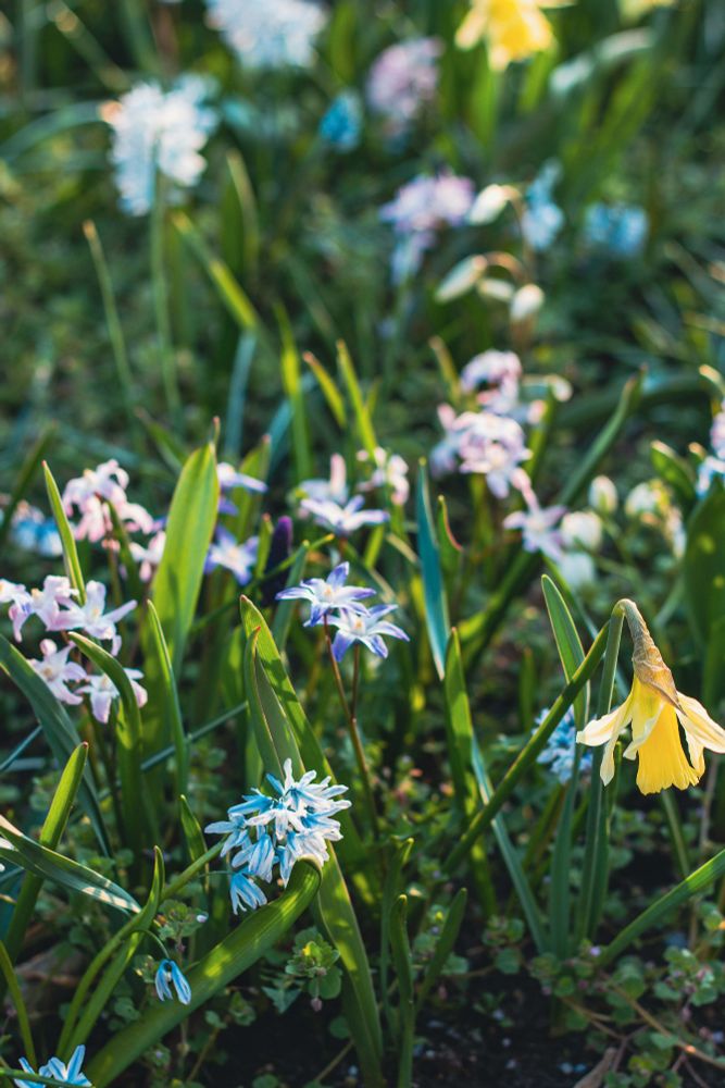 Closeup of blue and purple wildflowers growing with daffodils in spring.