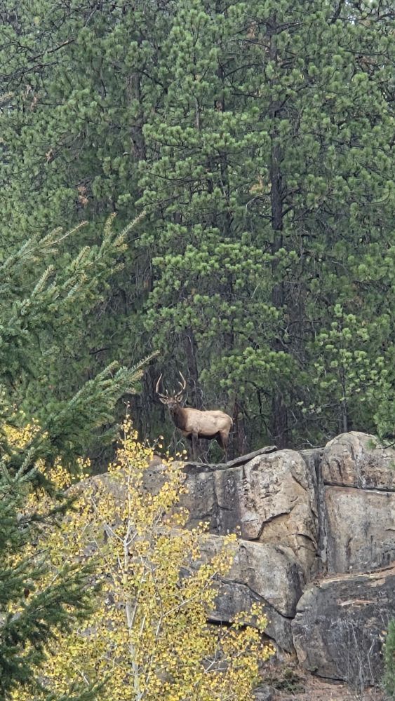 A bull elk standing on top of a rocky outcrop in a forest.
