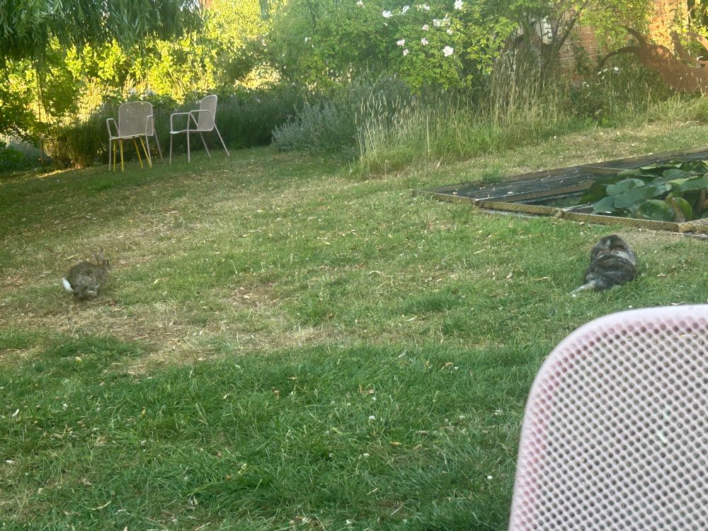 Wider angle view of the garden and pond.  April lounges near the pond edge (its safely netted off) and wilberforce is zooming around the rather dry looking lawn trying to impress her
