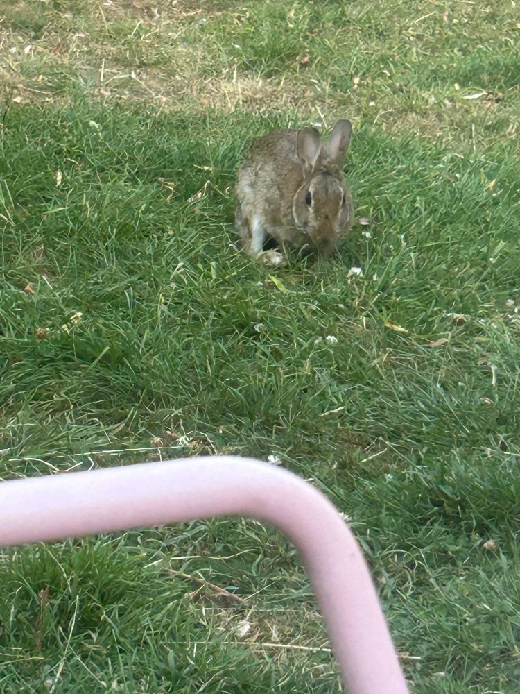 Close up of wilberforce, a wild rabbit on the lawn less than 2 meters from me a pink chair arm in the foreground as i wasn’t going to move to get a better shot & scare him