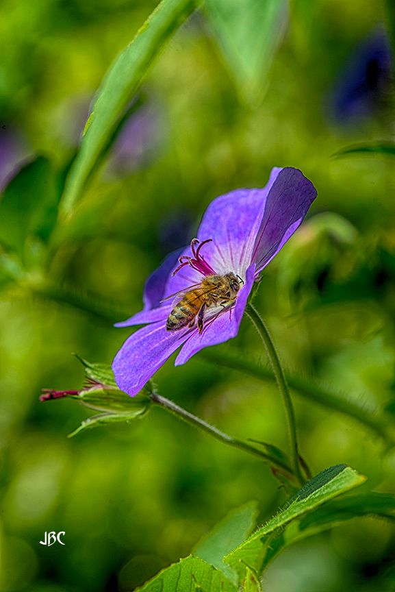 honey bee on a purple flower & some green blurry stuff in the background