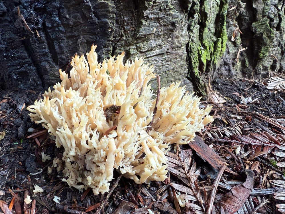 Branching arms of light yellow brown coral fungi reach out of soil and evergreen leaf litter towards the heavens against the background of the tree. 