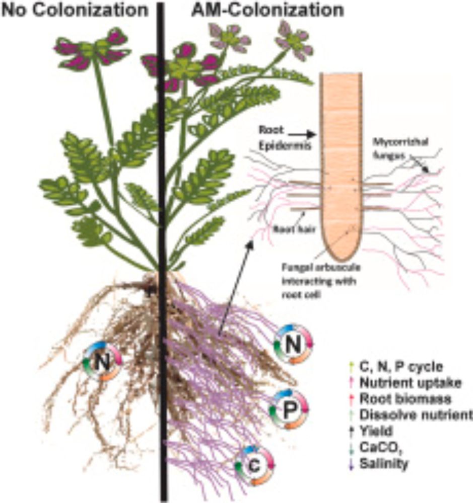 The effect of arbuscular mycorrhizal fungi on biological activity and biochemical properties of soil under vetch growing conditions in calcareous soils