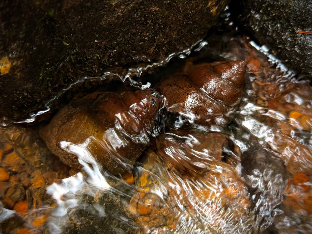 Two brown snails with glossy, spiral shells rest on wet rocks in a shallow creek. Clear water flows around and over the rocks, creating reflective patterns. The snails appear to be positioned close together on the water-smoothed stone surface.