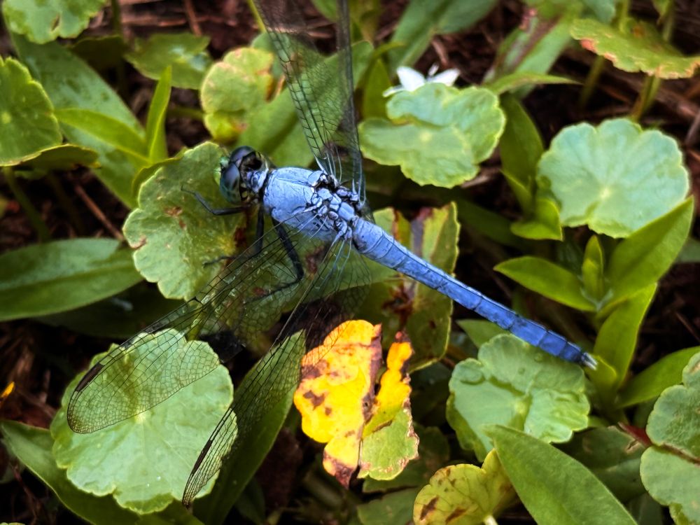 A blue dragonfly with transparent wings marked by dark veining rests on green foliage. The dragonfly’s segmented abdomen appears powder blue, and its compound eyes are dark. Yellow and green leaves create a natural backdrop with some autumn coloring visible.