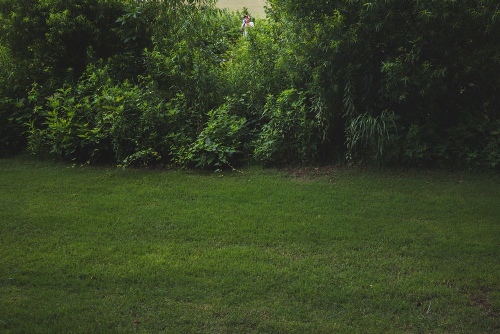 A well-maintained green lawn stretches toward a dense border of lush shrubs and trees. A person wearing red and white clothing is partially visible among the thick foliage in the background, nearly obscured by the vegetation.