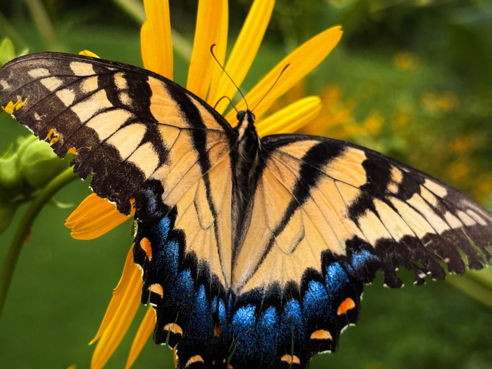 A large swallowtail butterfly with cream-colored wings marked by black veining and borders feeds on bright yellow flower petals. The butterfly’s hindwings display vibrant blue and orange eyespots. The wings are spread wide as it perches on the golden flower.​​​​​​​​​​​​​​​​