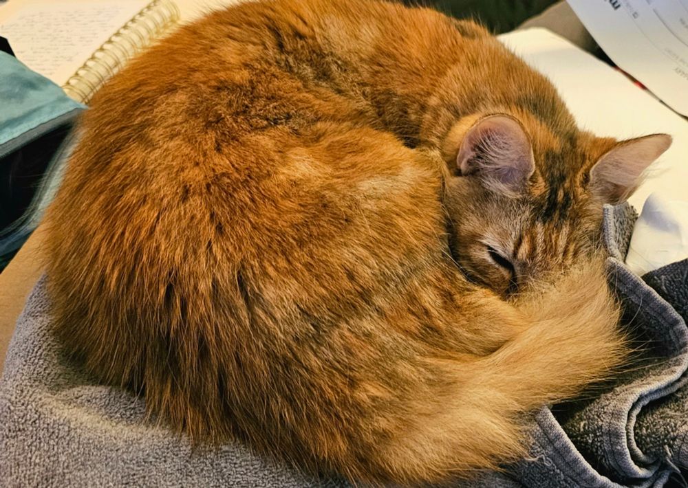 A sleeping tortie cat