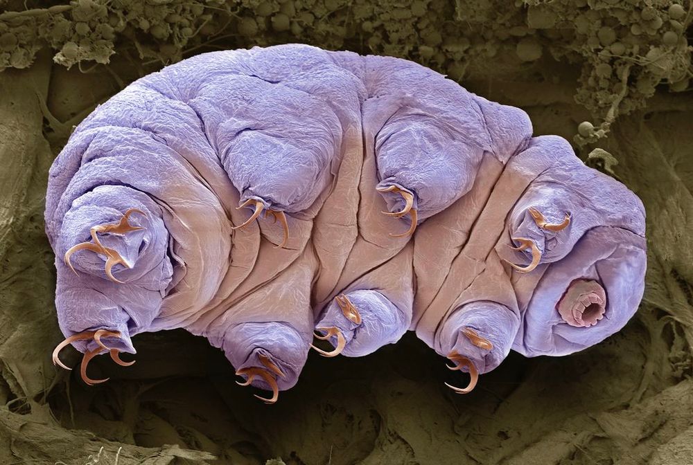 Adorable tardigrade 