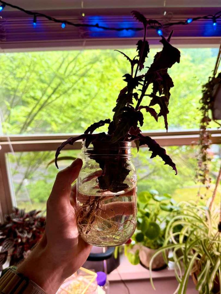 A hand holds a jar with a plant growing inside, placed in front of a window with greenery outside, and the jar is filled with water.
