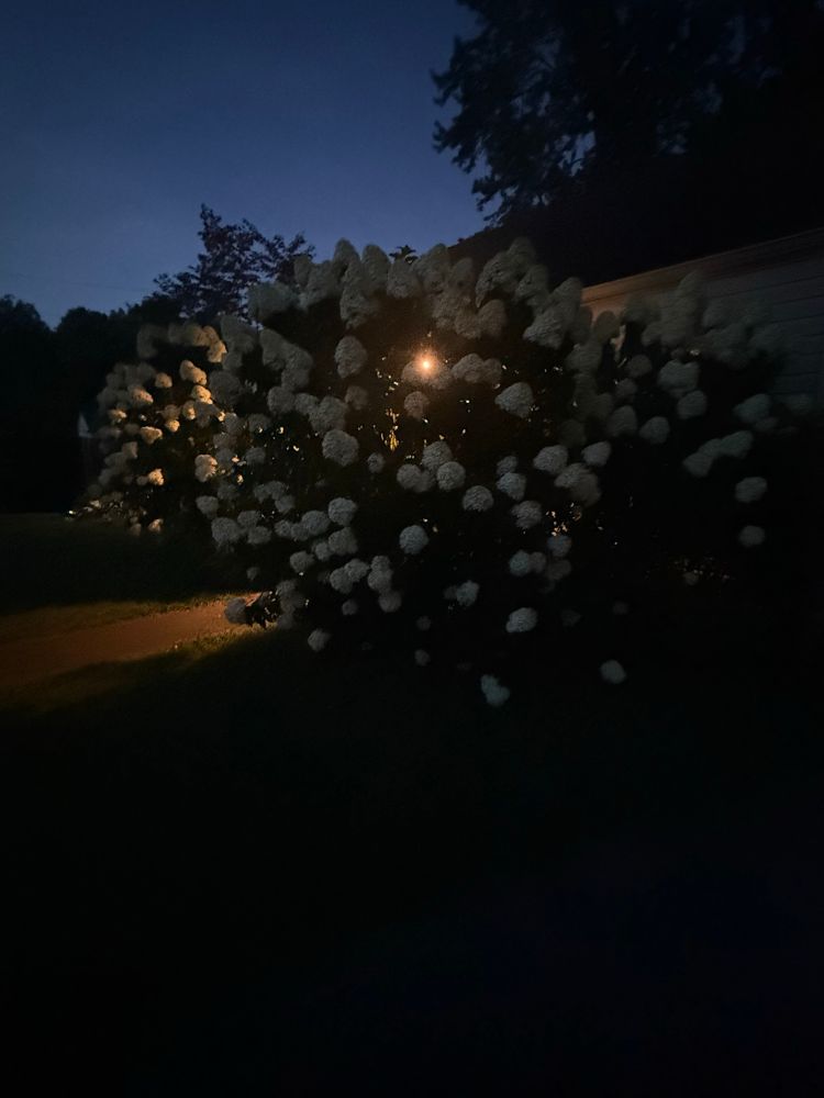Two large white hydrangea bushes in front of a house at dusk backlit by a porch light 