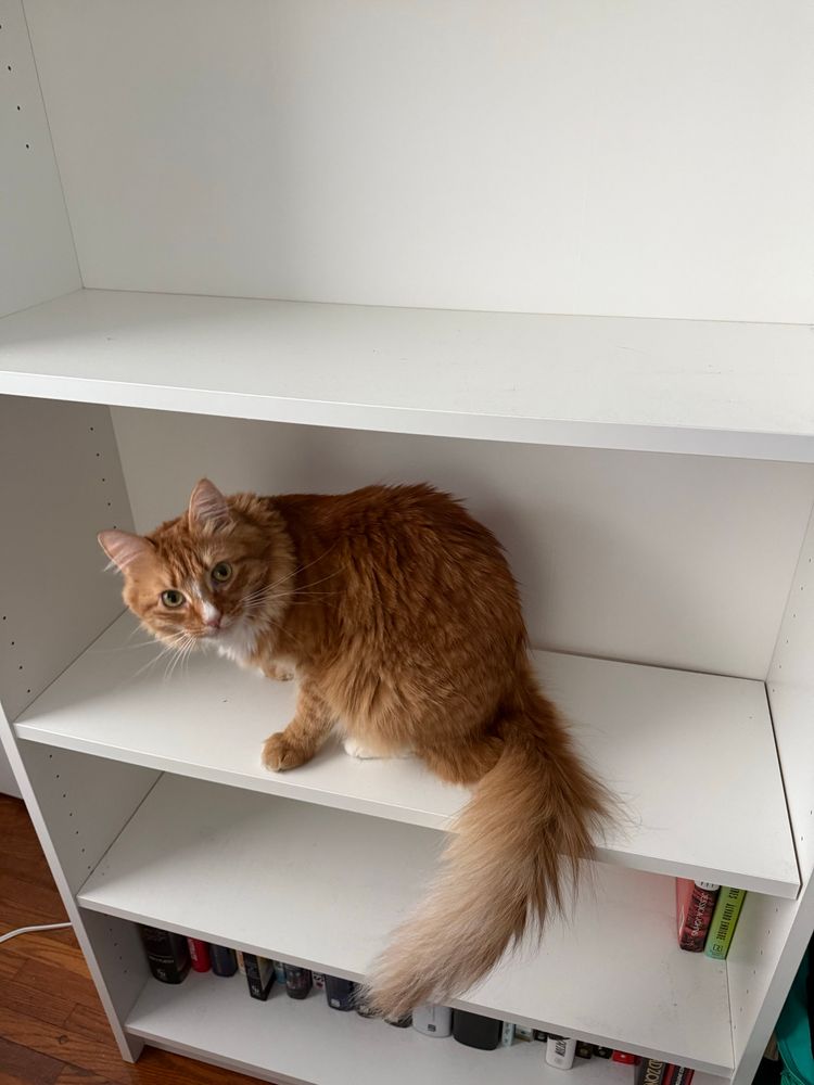 Lenore, an orange and white cat, sitting on the third shelf up on a white, mostly empty double billy bookshelf, looking at the camera like “yeah, and…?”