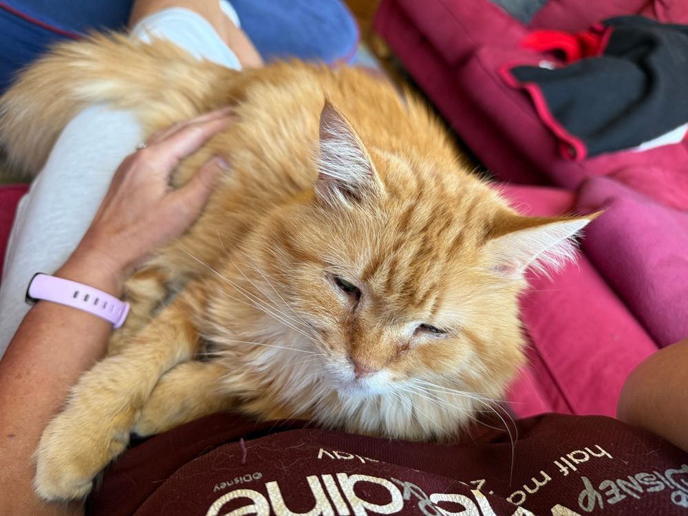 An orange cat on a lap. One hand is petting her 