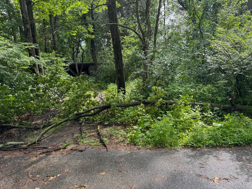 Tree branch that fell and blocked one exit of my driveway. 