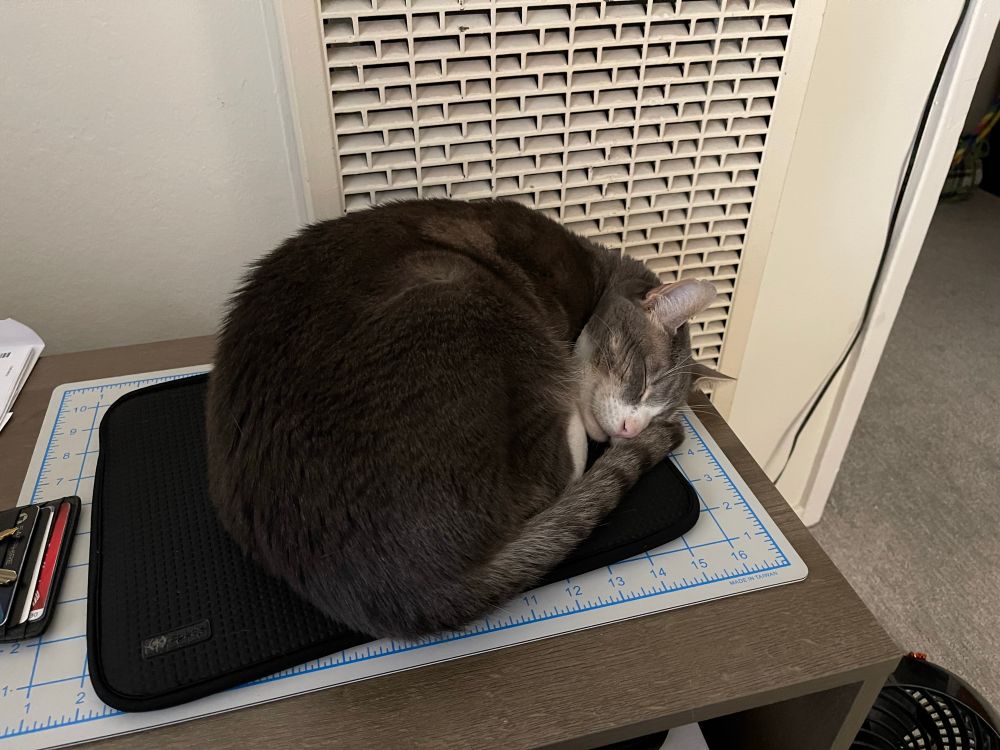 Pixel sleeping on laptop sleeve, 3 years pre-pee