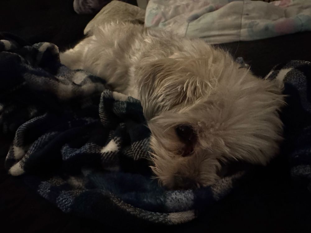 A small white dog lays down on a blue checkered blanket. 