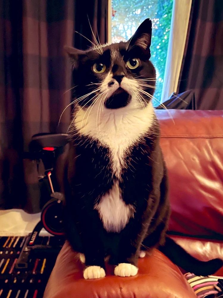 a photograph of Pablo, my handsome chubby little black and white troublemaker of a cat.