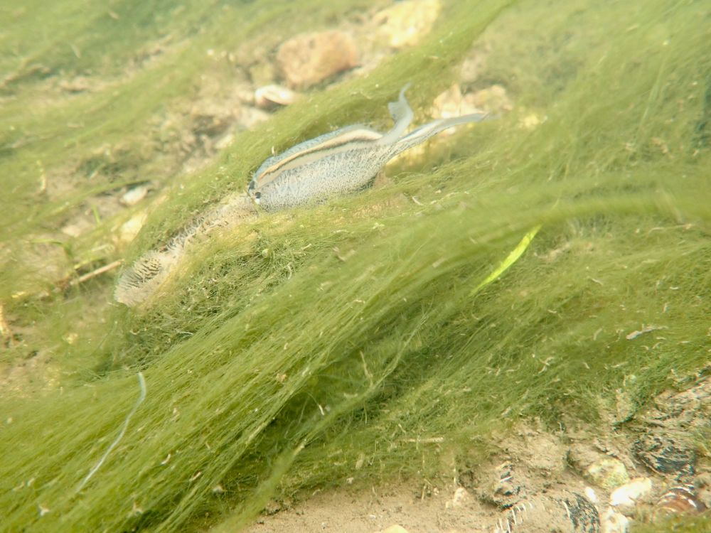 Lampsilis cardium (Plain Pocketbook) displaying mantle lure which mimics a fish. © Kentaro Inoue