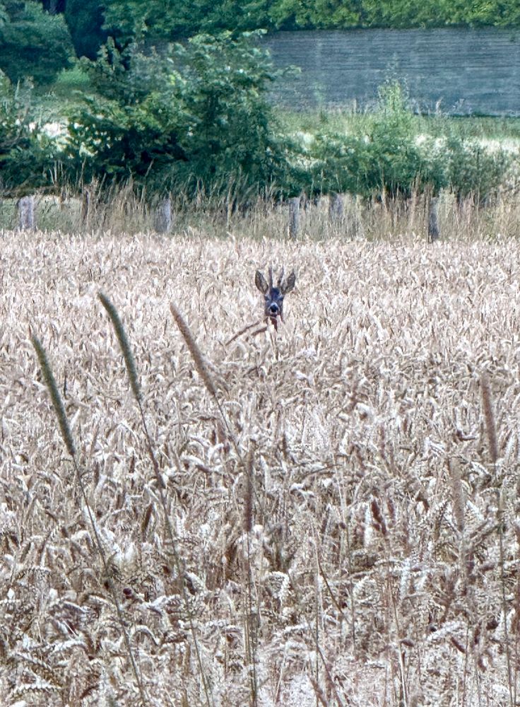 peering field guy 