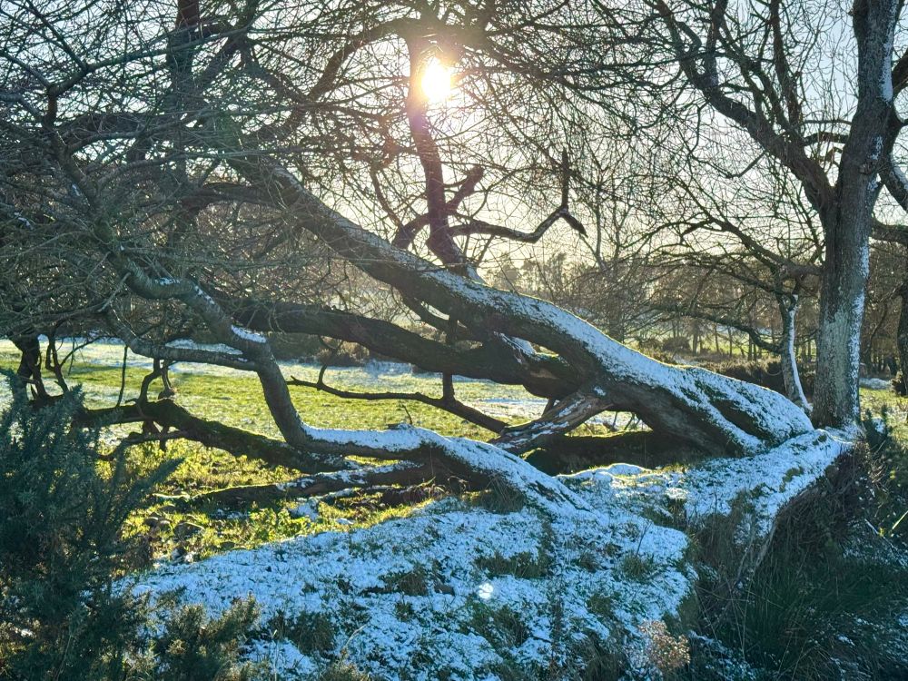 fallen tree with some snow dusted on it and the yellow sun shining through its tangled branches 
