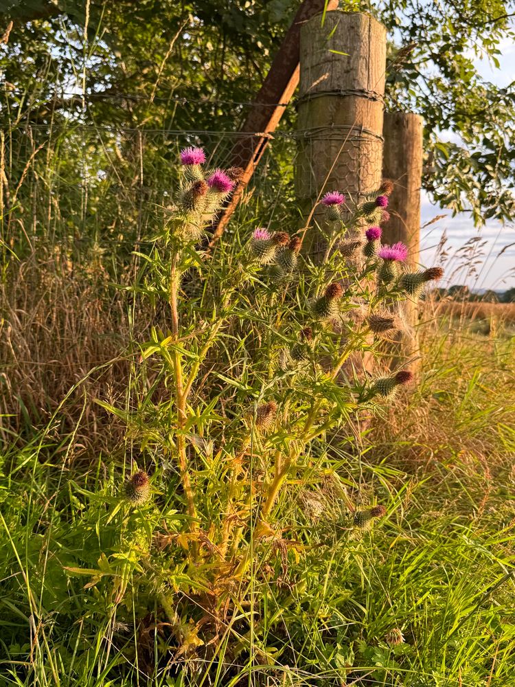 oh flower o scotland 
