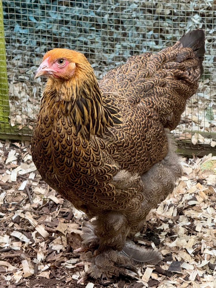 photo of almost-grown starkweather who is a partridge brahma hen  