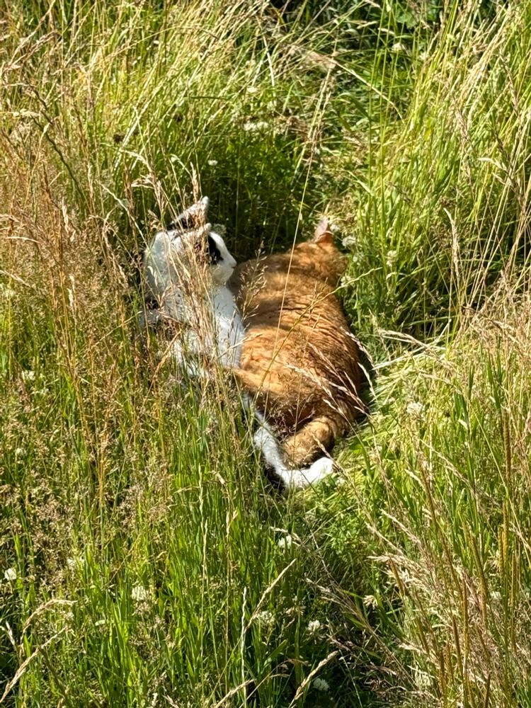 amadeus and hux are curled up together in the sunshine outside, partially hidden by looooong grass that’s growing all around them 