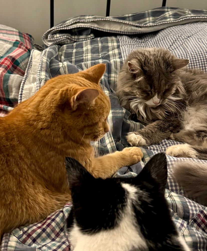 3 cats on a bed, heads close together like they were in a conversation huddle - but they’re all dozing 
