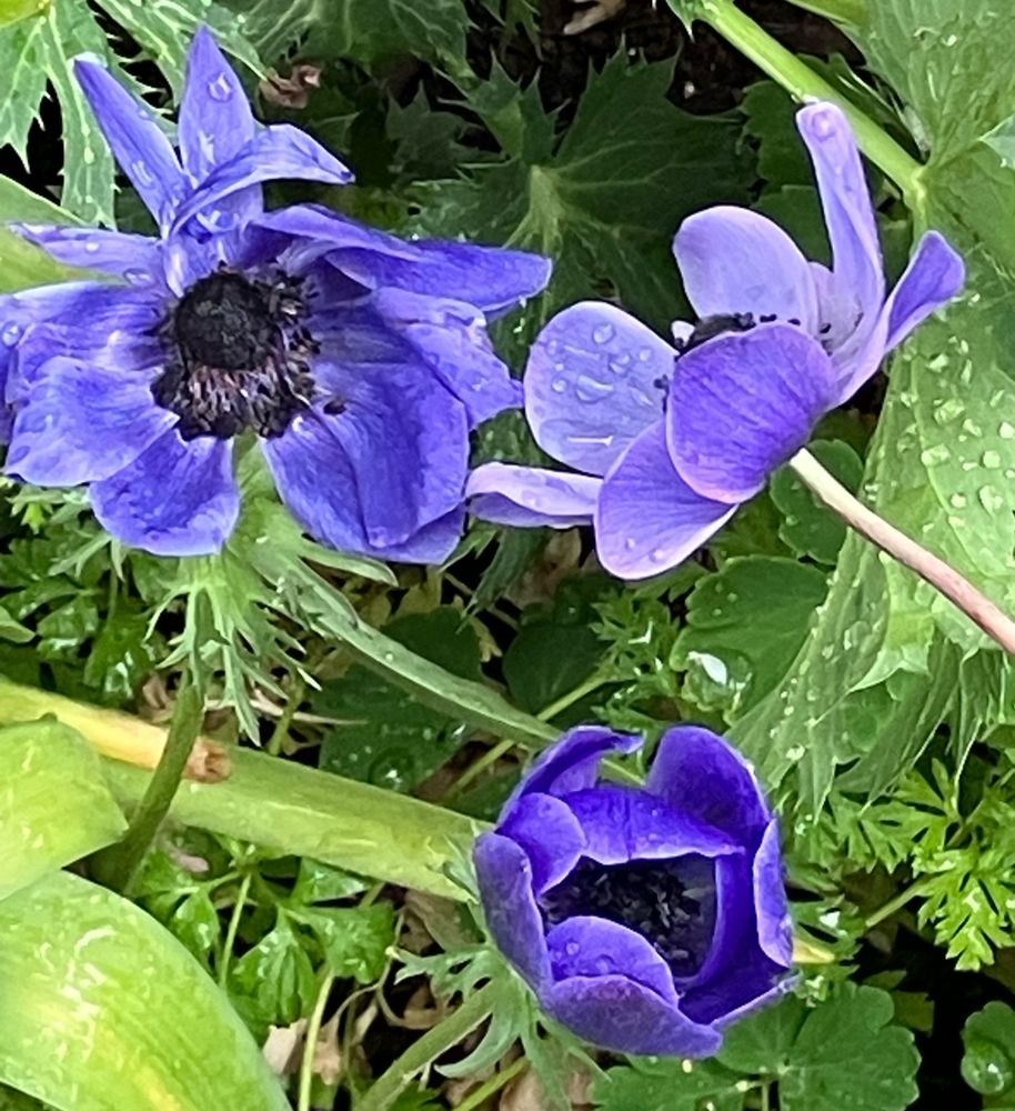 Fokkers blue anemone, looks like small poppies with dark centers and deep violet blue petals 