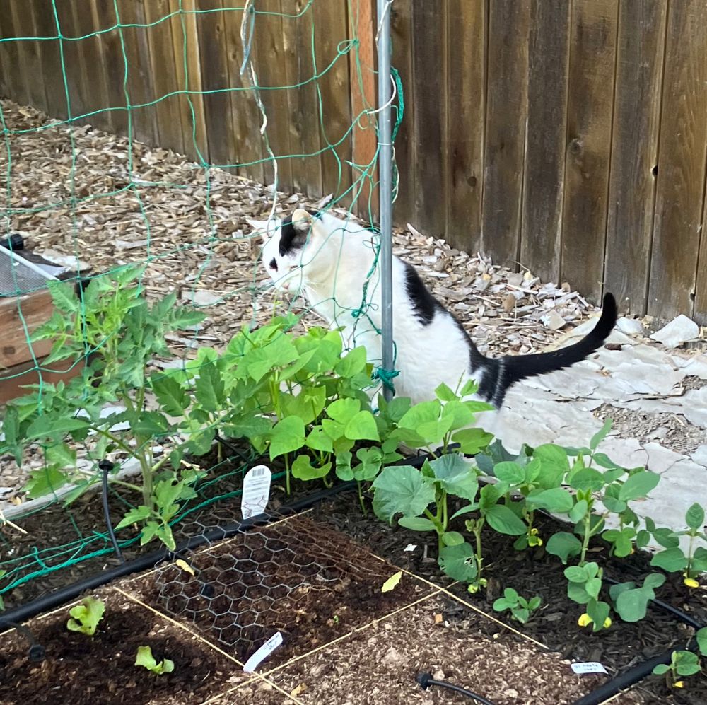 Is it a square with juicy climbing bean plant leaves growing near soybeans? Yes!  Perfect for chomping on at every outdoor opportunity much to my consternation!