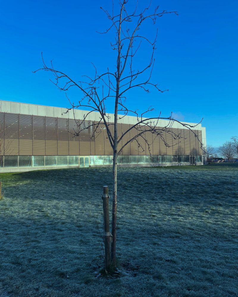 Picture of indoor swimming pool surrounded by frost on the grass. 