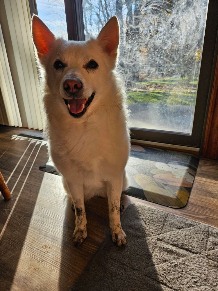 A white Pomsky sitting by a patio door with sunlight pouring in from outside. Her two front legs are covered in black mud. 