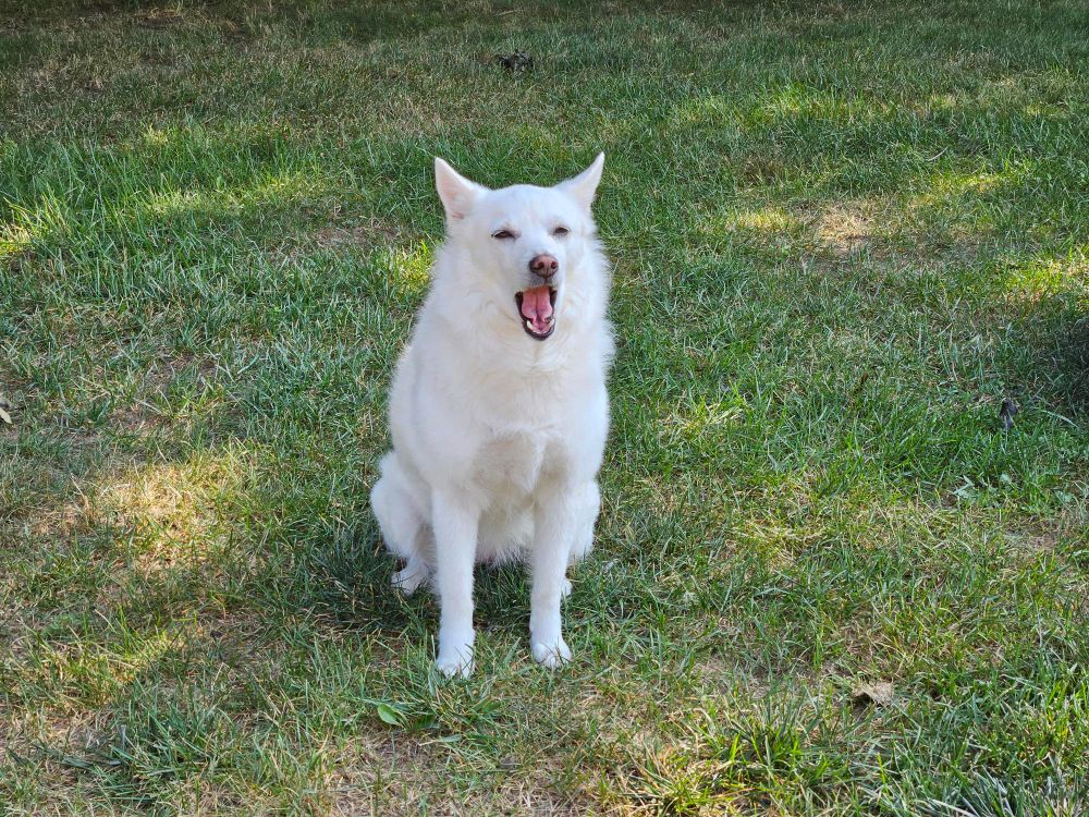 A white Pomsky sitting in her backyard with her mouth wide open. It's she yawning, or just really excited about Michiganders exercising their right to vote??