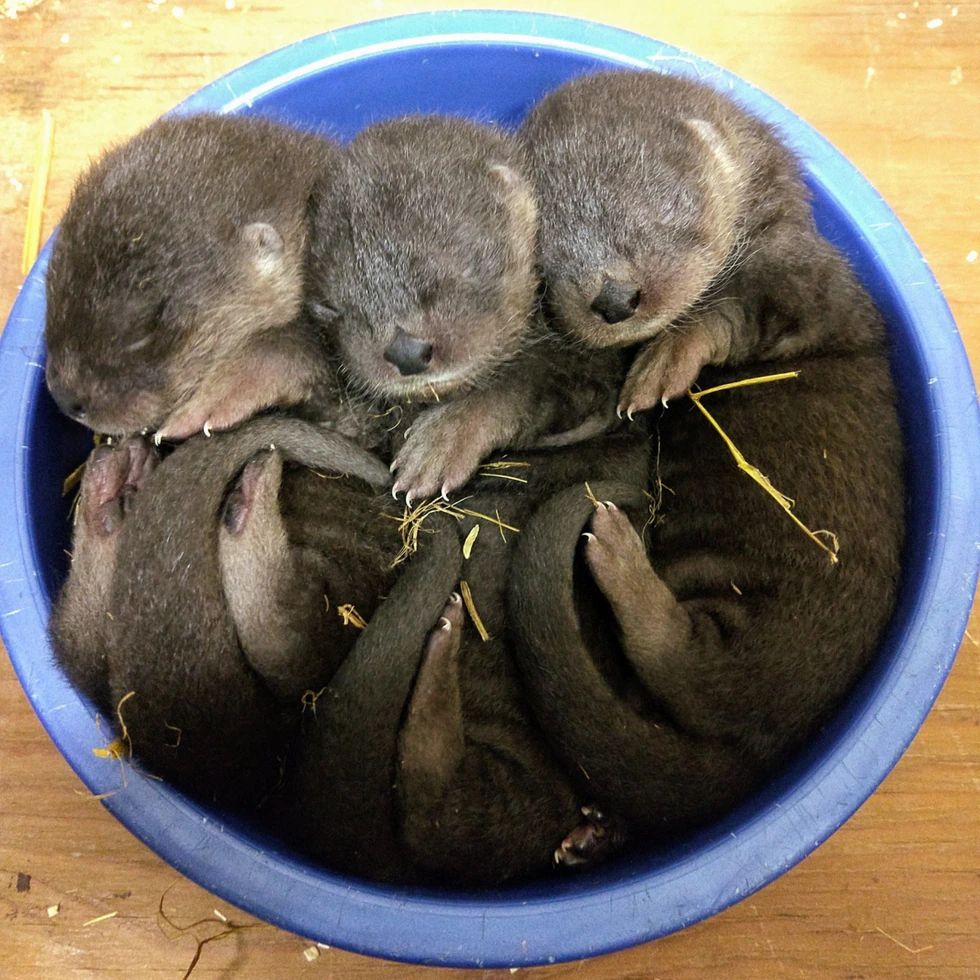 Photo of Otter(s)