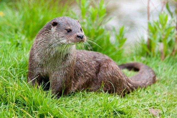 Photo of Otter(s)