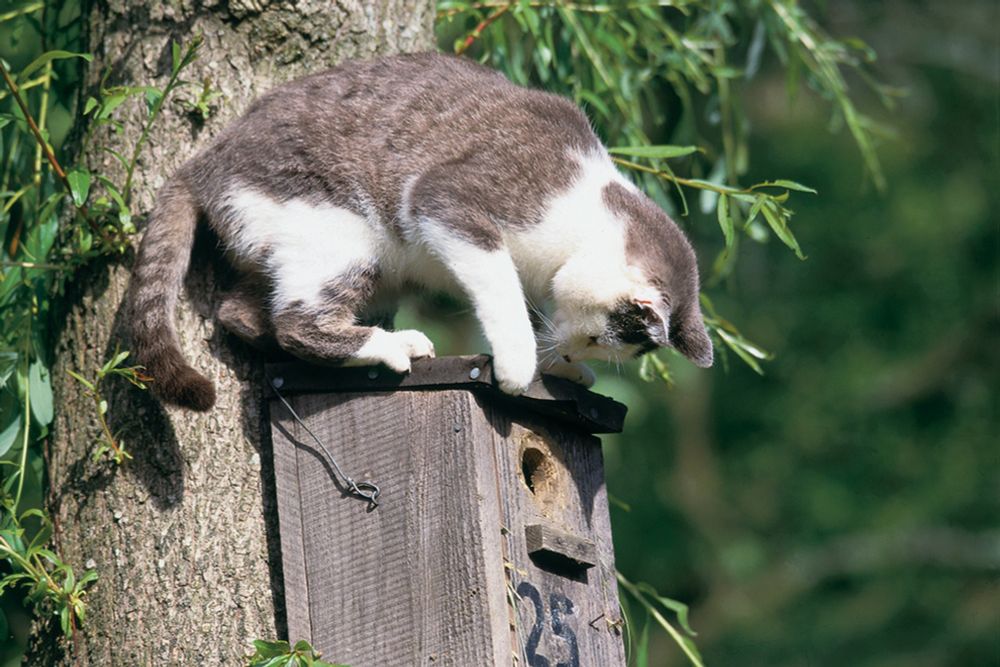 Katzen und Vögel | Schweizerische Vogelwarte