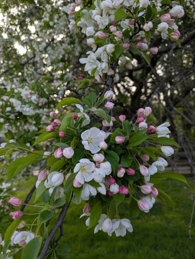 Several pink blossoms opening to white flowers on an apple tree!
