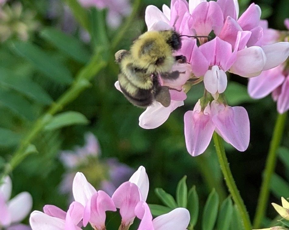 A north American bumblebee feeding on a purple flower, crown vetch