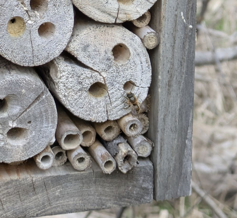 a native (to michigan) mason bee landed on a human-made bee hotel
