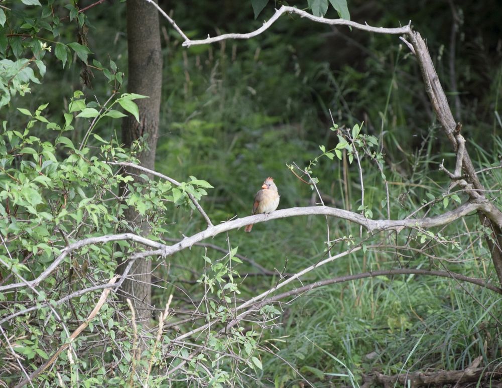 a cardinal sitting on a branch