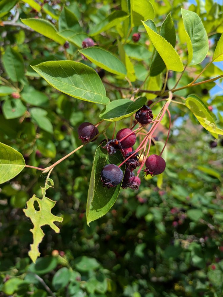 Several ripe serviceberries hanging on the tree. Blue, purple and red berries