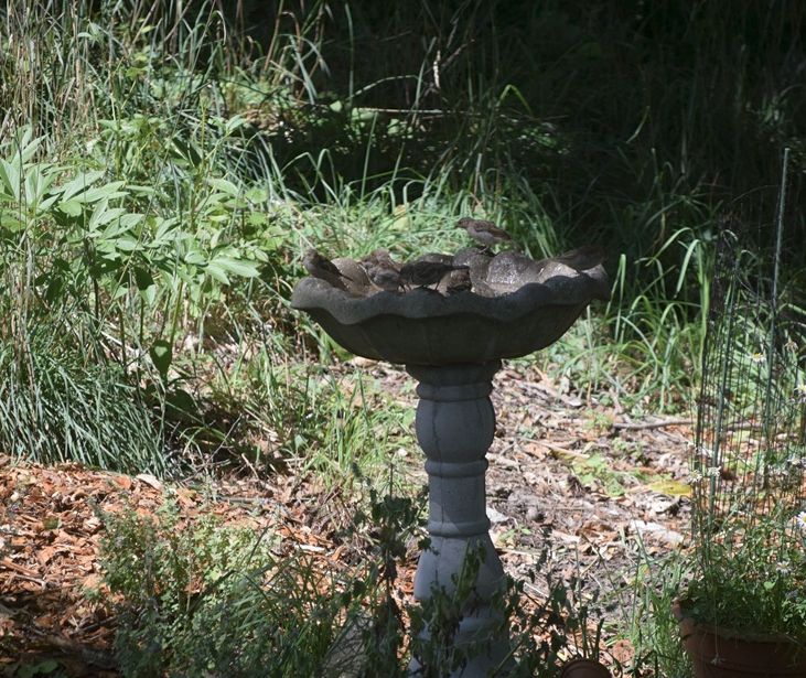 5 or so sparrows on a bird bath in the woods