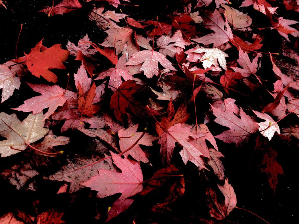 photo of small red maple leaves piled on a black background
