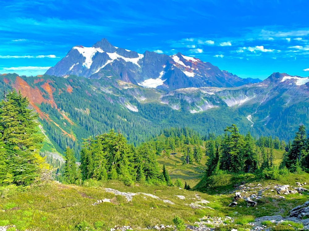 photo from a hill covered in pine trees looking towards a large valley and an ice-capped mountain

