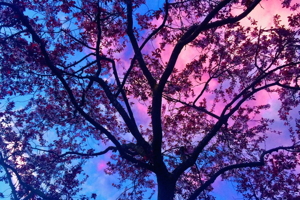 photo of a silhouette of a cherry blossom tree in front of a blue sky with vibrant pink clouds
