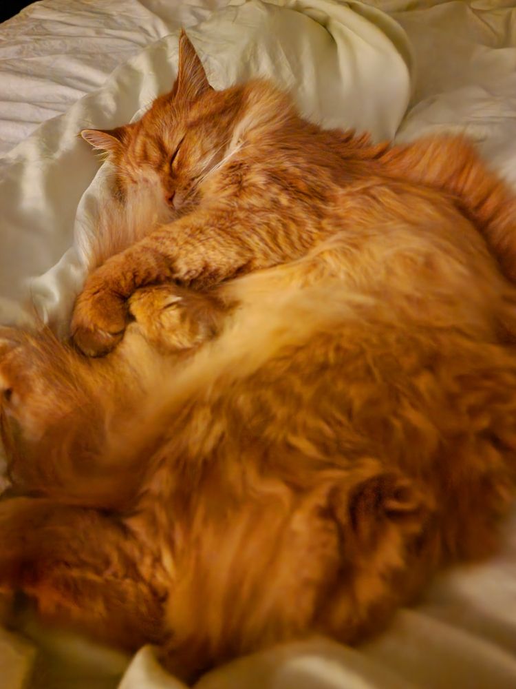 A long haired ginger cat sleeping on top of a bed, looking very comfortable and happy.