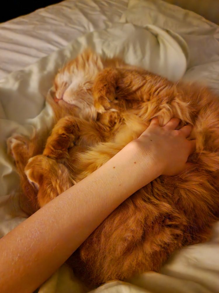 Cuddles with a fluffy orange cat lying on their back in a bed. Belly rubs and comfort!