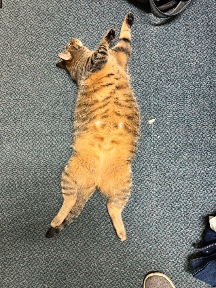 A brown tabby on his back with a big belly