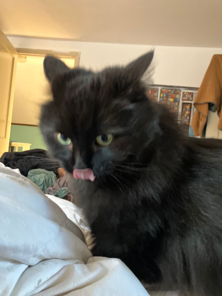 A black cat licking its nose 